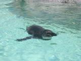 swimming penguin